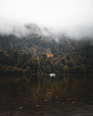 Green Trees By The Lake