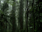 Explore the Land Before Time in NSW’s Dorrigo National Park — Harriet Spark : There’s nothing like wandering amongst 600-year-old trees in ancient Gondwana rainforests to remind us how tiny we really are. The world-heritage listed Gondwana rainforests of&