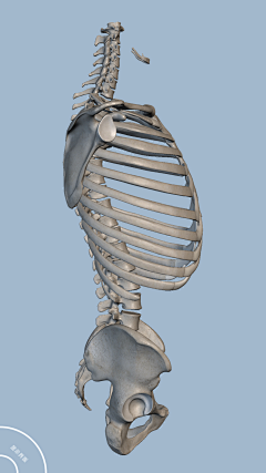 星之塵采集到肌肉骨骼