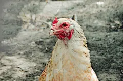 闭上头白母鸡。密切的笨蛋