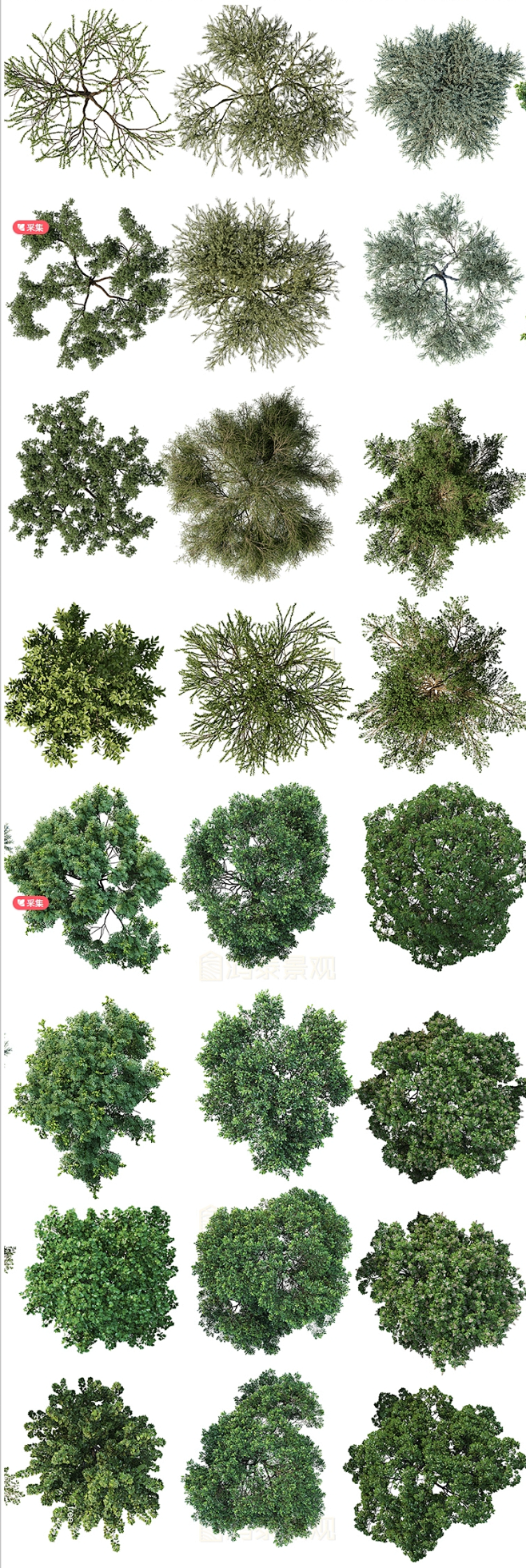 ps真实树植物平面图psd素材大乔木平面树ps素材石材质铺装psd素材