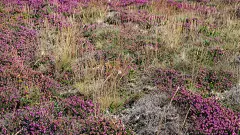 花草植被草丛环境照片素材 背景插画设计 影视游戏场景概念设定