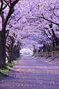 回不去的地方叫故乡，到不了的地方叫远方，多少人就这样，一直在路上。
---樱花，日本京都
