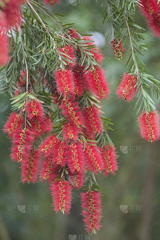 callistemon rigidus图片_其他图片图片素材-花瓣网