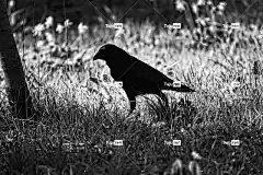乌鸦 鸟 动物 乌鸦座 Corvidae 野生动物 羽毛 喙 腿