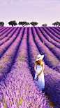 处理满地浪漫的紫色薰衣草，普罗旺斯还有很多的 美丽等着我们去发现