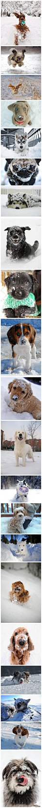狗狗们，雪地里好玩吧？
