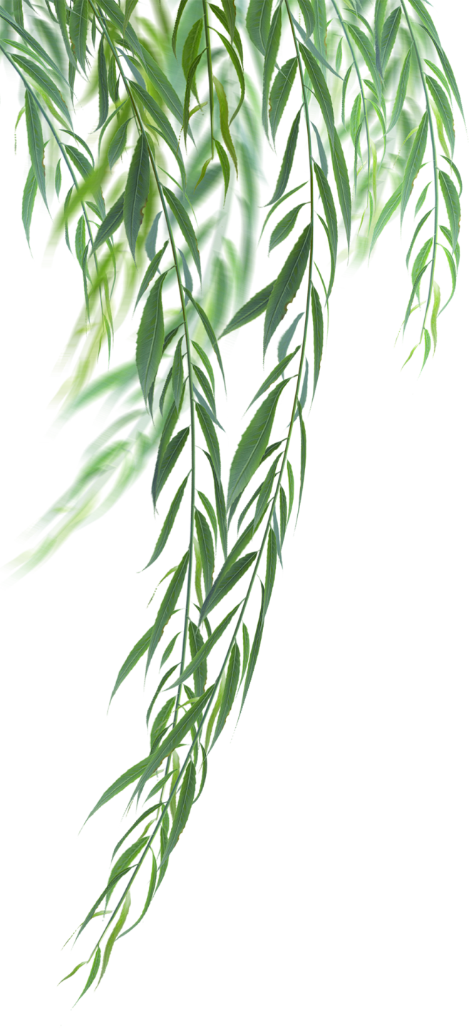 柳条，柳树，柳叶，柳枝，高清植物免抠素材