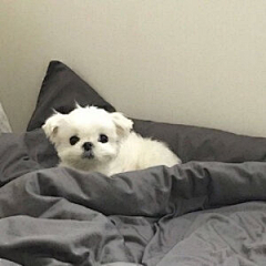 奶king采集到猫 狗热恋