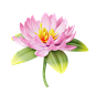 21 Lotus