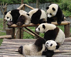 Selfishperon采集到熊猫
