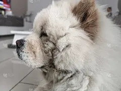 松狮犬懒