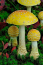 Elves Faeries Gnomes:  #Fungi.: 