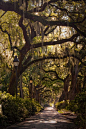 Old Oak trees with Spanish moss