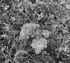 美丽的玫瑰花，花瓣精致，颜色深。爱和怀念。