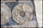 巴米揚大佛和石窟壁畫--巴米揚第167窟，團花紋，5-9世紀，京都大學人文科學研究所考古調査資料