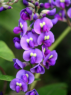 の未来采集到花草世界