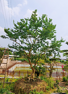 嵩云居士采集到花乔全株意向图