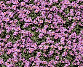 Textures   -   NATUR...