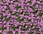 Textures   -   NATURE ELEMENTS   -   VEGETATION   -  Flowery fields - Flowery meadow texture seamless 12960