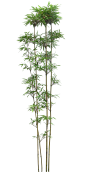 唐竹植物png素材