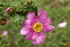 夏栀子采集到花儿