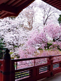 cherry blossoms The beauty of Japanese homes and gardens, Japan
