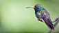 Bird Pictures | Download Free Images on Unsplash : Download the perfect bird pictures. Find over 100+ of the best free bird images. Free for commercial use ✓ No attribution required ✓ Copyright-free ✓