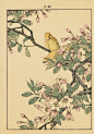 Japanese Antique Original Woodcut Print Imao Keinen "Hall crabapple Bamboo Canary"