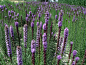 蛇鞭菊，多年生草本。茎基部膨大呈扁球形。花红紫色。花期夏、秋季。因多数小头状花序聚集成长穗状花序，呈鞭形而得名。