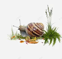 手绘蜗牛高清素材 免费下载 页面网页 平面电商 创意素材 png素材