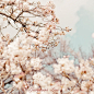 "A Promise" by Georgianna Lane | Flickr - Photo Sharing ~ pale cherry blossoms