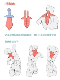 四点讲清背部肌肉_2_tenten绘画日记_来自小红书网页版