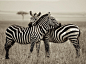 Photo: A pair of zebras in Kenya