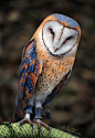 ~~Heart-Shaped Face Barn Owl by Ben Heine~~