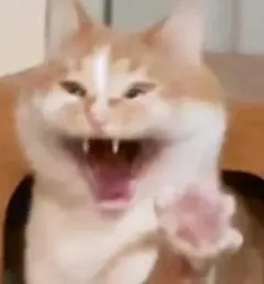 猫咪表情包来喽！_1_小桃子_来自小红书网页版