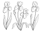 鸢尾花图形黑白孤立素描插图集矢量插画图片
