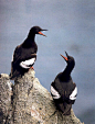  海鸠 加州海岸 Pigeon Guillemots. CaliforniaCoast