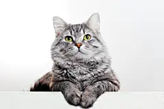 点击来源直接获取大图文件 |Funny large longhair gray tabby cute kitten with beautiful yellow eyes. Pets and lifestyle concept. Lovely fluffy cat on grey background.