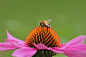 Bee, Insect, Pollinate, Pollination