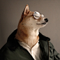 宠物界最有型的柴犬Menswear Dog最新一季穿搭大片。纽约的平面设计师David Fung和时装设计师Yena Kim在一个慵懒的周六下午给他们可爱的狗狗穿上了经典男装，然后将照片放在FACEBOOK上。
