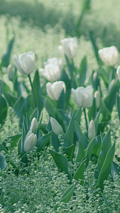 三毛橘子采集到治愈系  花花