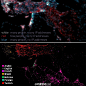 【中东数字化】地图上点密度代表人口密度，不同颜色代表每个点人口上网比率。也门、巴基斯坦、叙利亚这些较贫困地区一片蓝。像是以色列、阿联酋这些富有的国家则主要是红白色。下图显示发推的语言，这两张图略有不同，伊朗人上网多却基本不发推特。因反政府武装09年禁止了伊朗的FB和推特。via vox.com