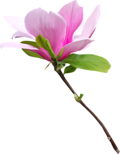 畫紙丶采集到花卉