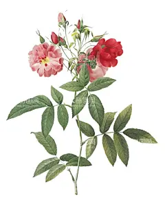 复古花  - 源文件下载【酷图网】手绘花朵,玫瑰花,手绘叶子,水彩画,手绘叶子花,手绘花,女装,高清素材,花朵,手绘玫瑰,热带叶子,喇叭花,叶子花,复古花,花朵素材