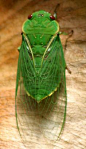 Northern Greengrocer Cicada (Cyclochila virens). Photo by David & Diane Armbrust.