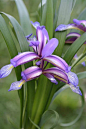 *虹膜禾本科**Iris graminea