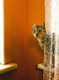 站在窗帘后的小猫咪图片