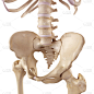 骶骨,髂骨,骨盆,股骨,人,白色背景,图像,计算机制图,骨骼