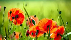 唯美自然鲜花合集电脑屏幕桌面壁纸1